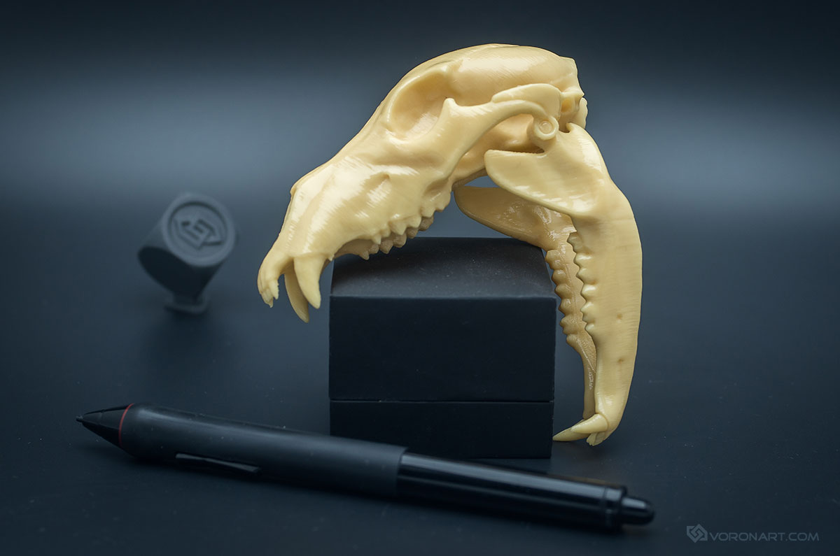 Grizzly Bear Skull replica scale model with a jointed Jaw